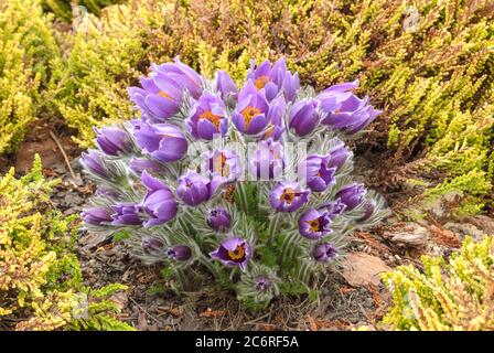 Kuhschelle Pulsatilla vulgaris, Schnee-Heide Erica carnea Isabell, Pulsatilla vulgaris, Snow Erica carnea Isabell Stockfoto