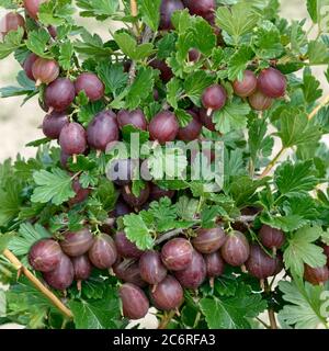 Stachelbeere Ribes uva-crispa HinnonMaeKI ROT, Stachelbeere Ribes uva-crispa HinnonMaeKI ROT Stockfoto