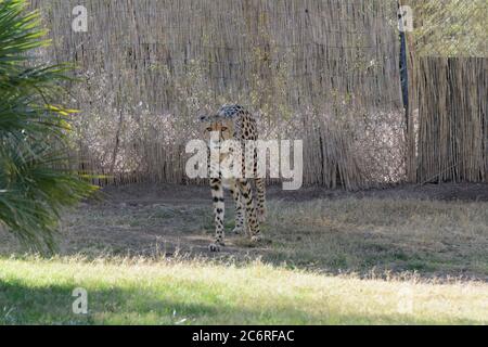 Gepard schaut direkt zur Kamera. Stockfoto