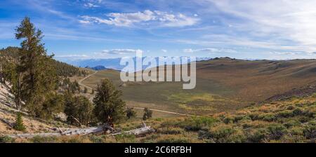 Ancient Bristlecone Pine Forest Stockfoto