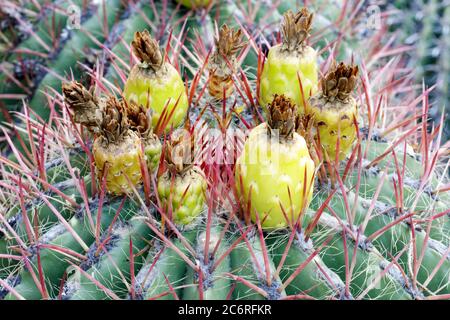 Blühender Ferocactus Wislizeni Kaktus in Arizona Cactus Garden Stockfoto