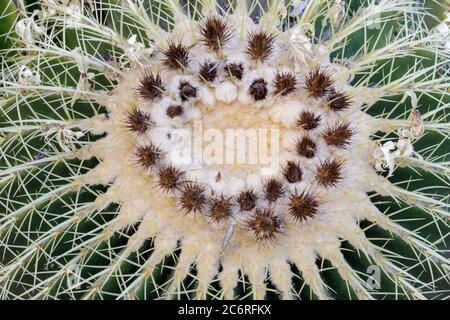 Blühender Echinocactus grusonii, Golden Barrel Cactus in Arizona Cactus Garden Stockfoto