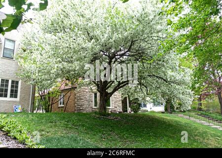 Schöne blühende Apfelbaum vor dem Hof des Nachbarschaftshauses. St. Paul Minnesota, USA Stockfoto