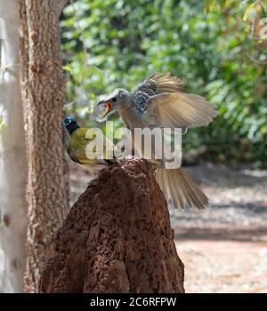 Ein Blaugesichter Honigfresser (Entomyzon cyanotis) und ein großer Bogenvogel (Chlamydera nuchalis), der auf einem Termitenhügel zerstambt, Northern Territory, NT, Stockfoto