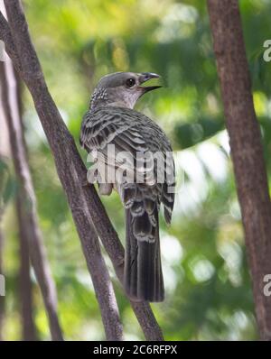 Männlicher großer Bogenvogel (Chlamydera nuchalis), der in einem Baum mit offenem Schnabel thront, Northern Territory, NT, Australien Stockfoto