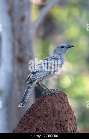 Porträt eines männlichen Großen Bogenvögels (Chlamydera nuchalis), der auf einem Termitenhügel thront, Northern Territory, NT, Australien Stockfoto