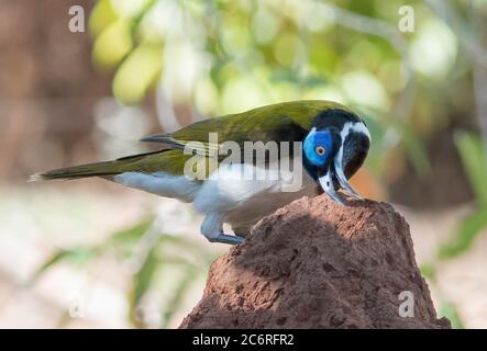 Ein Blaugesichter Honeyeater (Entomyzon cyanotis), der auf einem Termitenhügel auf der Nahrungssuche ist, Northern Territory, NT, Australien Stockfoto