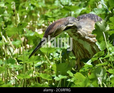 Eine amerikanische Bitterschwalbe (Botaurus lentiginosus) verfolgt ihre Beute unter dem schwimmenden Sumpfkraut am Rande des Pinto Lake in Kalifornien Stockfoto