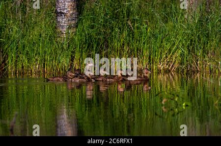 Blauflügelbärbling - Henne und Entenküken im Norden Wisconsin. Stockfoto