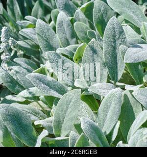 Wollziest Stachys byzantina, Wollziest Stachys byzantina Stockfoto