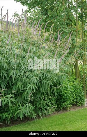 Kandelaber-Ehrenpreis Veronicastrum virginicum, Candelabra Speedwell Veronicastrum virginicum Stockfoto