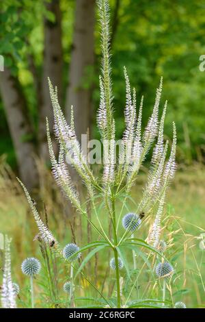 Kandelaber-Ehrenpreis Veronicastrum virginicum, Candelabra Speedwell Veronicastrum virginicum Stockfoto