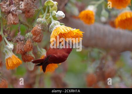 Juan Fernandez Firecrown (Sephanoides fernandensis) Fütterung an Kohl, Robinson Crusoe Island, Juan Fernandez Island Group, Chile März 2020 Stockfoto