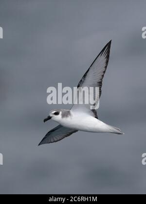 De Filippi's Petrel (Pterodroma defilippiana) - Unterseite, Flug über Humboldt-Strömung, Zentralchile März 2020 Stockfoto