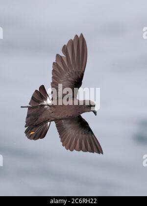 Wilson’s Storm-Petrel (Oceanites oceanicus) im Flug über den Humboldt-Strom, Pazifik, vor der Küste Zentralchilens im März 2020 Stockfoto