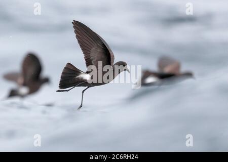 Wilson’s Storm-Petrel (Oceanites oceanicus), niedriger Winkel, im Flug über Humboldt-Strom, Pazifik, vor der Küste Zentralchilens März 2020 Stockfoto