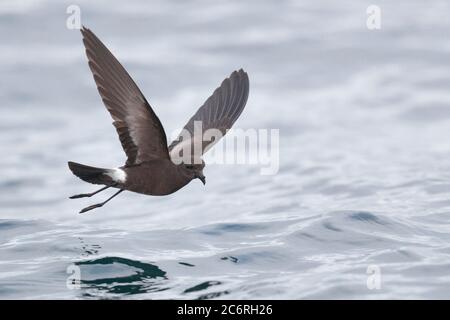 Wilson’s Storm-Petrel (Oceanites oceanicus), niedriger Winkel, im Flug über Humboldt-Strom, Pazifik, vor der Küste Zentralchilens März 2020 Stockfoto