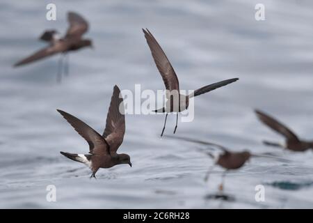 Wilson’s Storm-Petrel (Oceanites oceanicus), niedriger Winkel, im Flug über Humboldt-Strom, Pazifik, vor der Küste Zentralchilens März 2020 Stockfoto