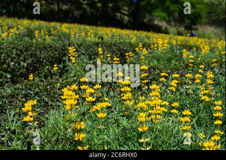 Gelbe mehrjährige Lupine im Park. Stockfoto