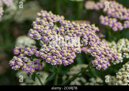 Nahaufnahme der leuchtend weißen und violetten Schafgarbe Blüten in einem sonnigen Schmetterlingsgarten Stockfoto