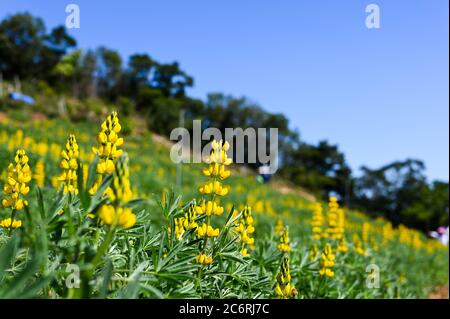 Gelbe mehrjährige Lupine im Park. Stockfoto