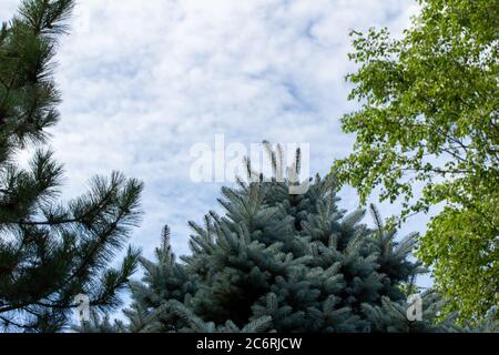 Baum Draufsicht für verschiedene Arten von Nadelbäumen und Laubbäumen, mit blauem Himmel und Kopieraum Stockfoto