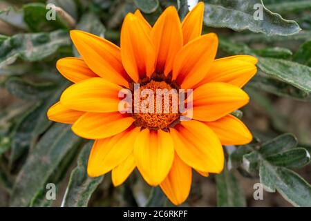 Schöne Gazania linearis Blume Blüte in hellen Tag. Stockfoto