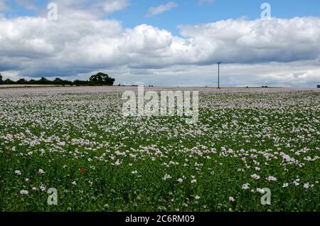 Ein Feld voller Opiummohn, lateinischer Name Papaver somniferum, wächst als Ernte in Hampshire, Großbritannien. Die Samenköpfe werden zur Herstellung von medizinischem Mo verwendet Stockfoto