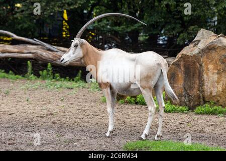 Der Kreißhörnige Oryx (Oryx dammah) im Zoologischen Garten von Breslau gesehen auch als Zoo von Breslau bekannt.in Bezug auf die Anzahl der Tierarten ist er der drittgrößte zoologische Garten der Welt. Der Zoo ist akkreditiertes Mitglied der Europäischen Vereinigung für Zoos und Aquarien (EAZA) und der Weltvereinigung für Zoos und Aquarien (WAZA). Stockfoto