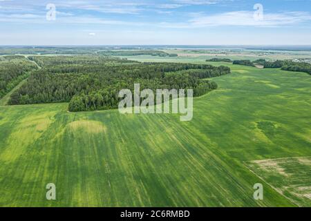 Landschaft mit grünen Feldern und Wald unter blauem Himmel am Sommertag. Luftaufnahme Stockfoto