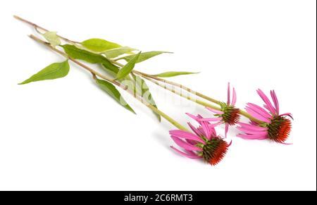 Echinacea purpurea oder östlicher Purpurkegel, purpurner Kegel, Igelkegel oder Echinacea isoliert Stockfoto