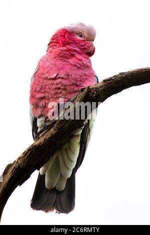 Ein GALAH in einem Baum auf weißem Hintergrund Stockfoto