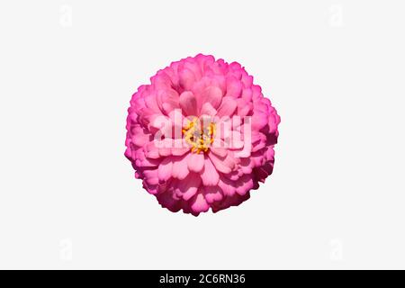 Rosa Zinnia Blume isoliert mit Clipping Maske auf weißem Hintergrund. Bildfoto Stockfoto