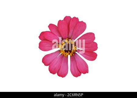 Rosa Zinnia elegans dahlia Blume isoliert auf weißem Hintergrund. Bildfoto Stockfoto