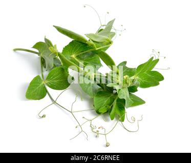 Die Erbse oder Pisum sativum isoliert auf weißem Hintergrund Stockfoto