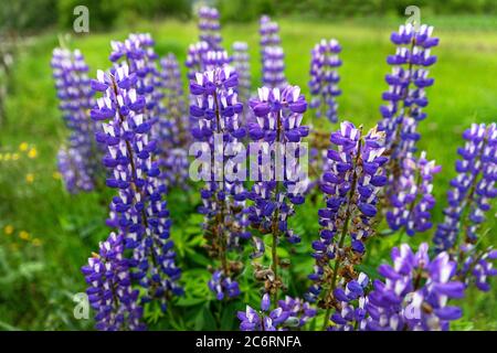 Lila Blumen im Garten, Montenegro Stockfoto