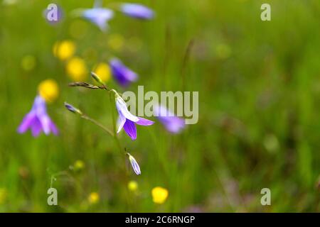 Bunte gelbe und lila Blüten auf Sommerwiese, Glockenförmige lila Blüten in den Bergen vonMontenegro Stockfoto