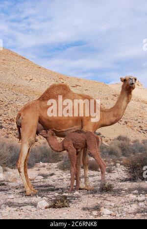 Kamel mit ihrem neugeborenen Baby in der Negev-Wüste in Israel Stockfoto