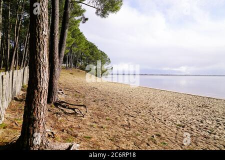 sanguinet Sandstrand mit Kiefernwald in landes frankreich Stockfoto