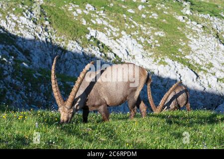 Hochschwab Gebirge: Alpensteinbock, Alpine Steinbock (Capra Steinbock) in Hochsteiermark, Steiermark, Österreich Stockfoto