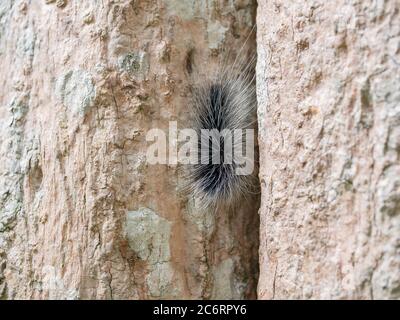 Schwarze haarige Zwingersäule oder großer haariger Wurm auf Rinde des Baumstammes im natürlichen tropischen Wald. Stockfoto
