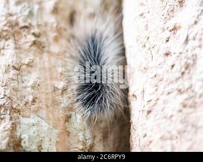 Schwarze haarige Zwingersäule oder großer haariger Wurm auf Rinde des Baumstammes im natürlichen tropischen Wald. Stockfoto