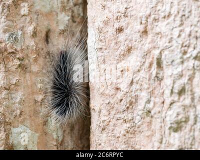 Schwarze haarige Zwingersäule oder großer haariger Wurm auf Rinde des Baumstammes im natürlichen tropischen Wald. Stockfoto