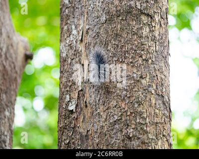 Schwarze haarige Zwingersäule oder großer haariger Wurm auf Rinde des Baumstammes im natürlichen tropischen Wald. Stockfoto