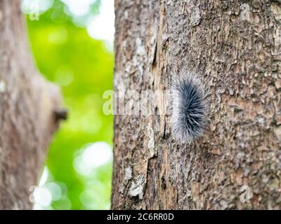 Schwarze haarige Zwingersäule oder großer haariger Wurm auf Rinde des Baumstammes im natürlichen tropischen Wald. Stockfoto