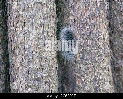 Schwarze haarige Zwingersäule oder großer haariger Wurm auf Rinde des Baumstammes im natürlichen tropischen Wald. Stockfoto