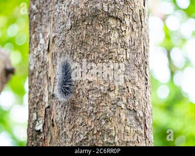 Schwarze haarige Zwingersäule oder großer haariger Wurm auf Rinde des Baumstammes im natürlichen tropischen Wald. Stockfoto