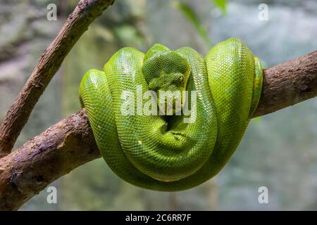 Die grüne Baumpython (Morelia viridis) ist eine Schlangenart aus der Familie Pythonidae. Es ist eine leuchtend grüne Schlange, die in der Regel in Bäumen lebt. Stockfoto