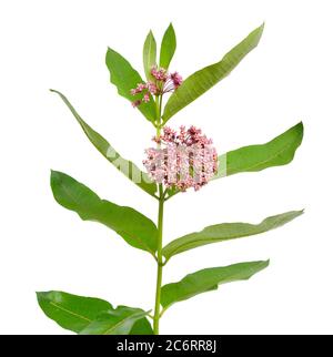 Asclepias syriaca, gemeinhin als gemeine Milchkraute, Schmetterlingsblume, Seidenkraut, seidige Schwalbenwürze. Isoliert auf Weiß Stockfoto