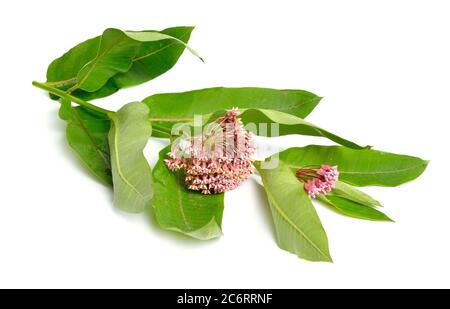 Asclepias syriaca, gemeinhin als gemeine Milchkraute, Schmetterlingsblume, Seidenkraut, seidige Schwalbenwürze. Isoliert auf Weiß Stockfoto